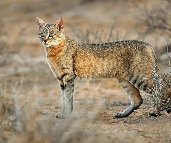 African Wildcat