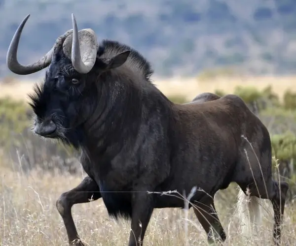 Black Wildebeest
