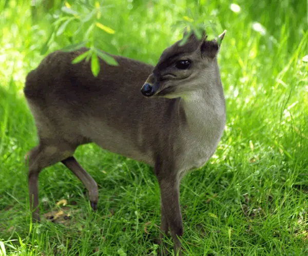 Duiker Blue