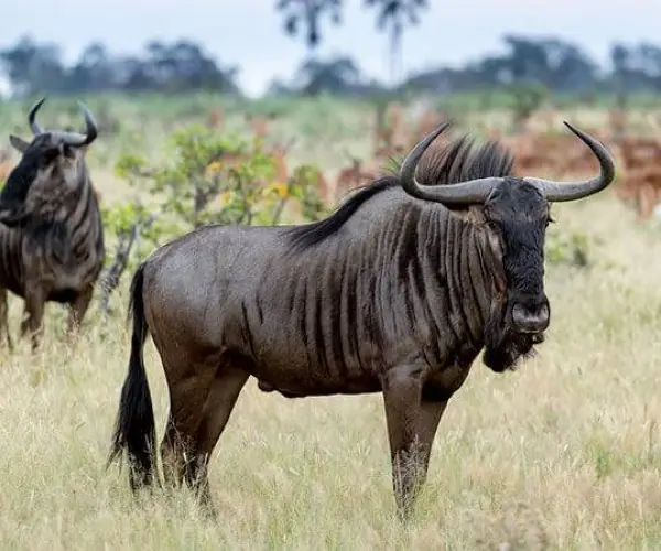 Blue Wildebeest