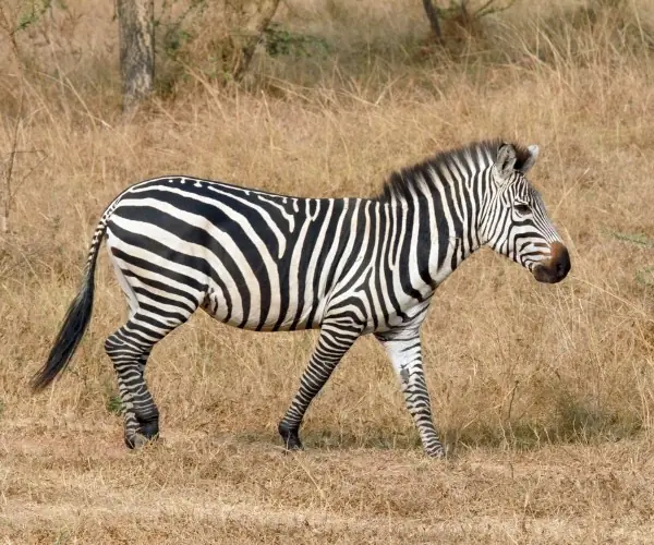 Zebra Böhms