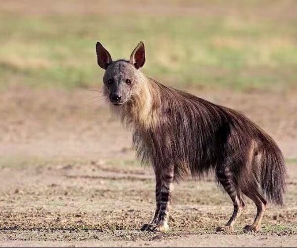 Hyena (Brown)