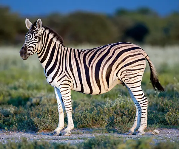 Zebra Burchell