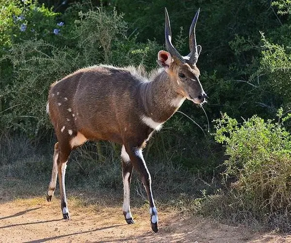Bushbuck