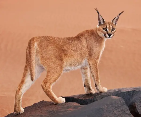 Caracal (Lynx)