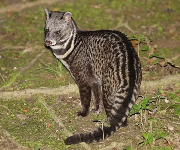Civet