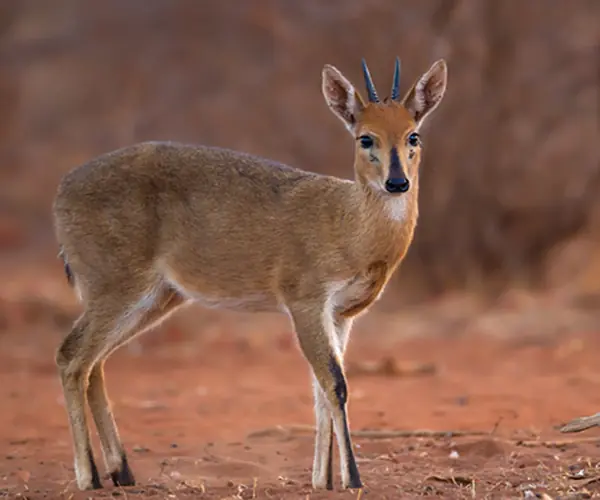 Duiker