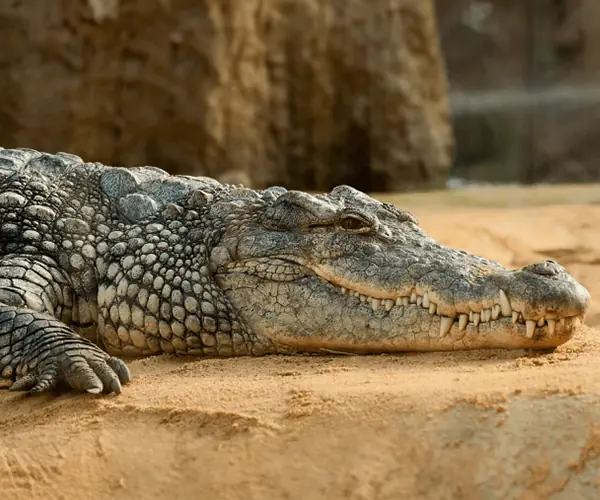 Crocodile