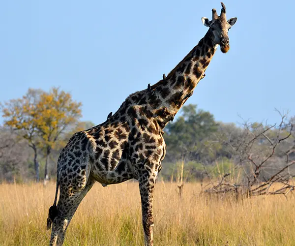 Giraffe