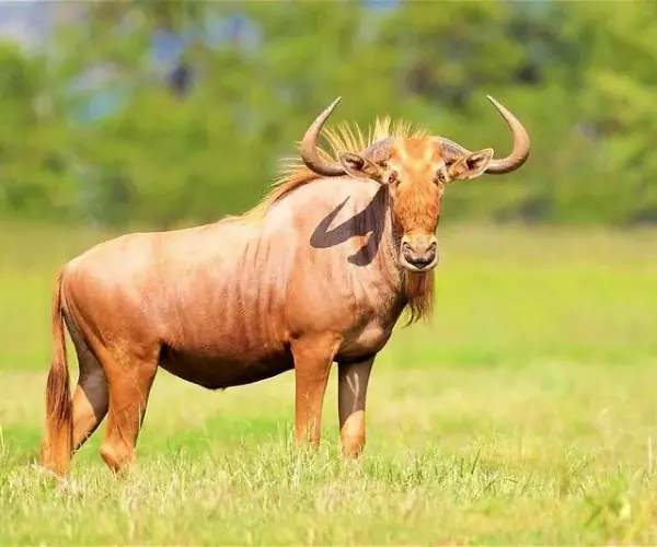 Golden Wildebeest