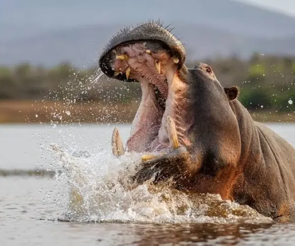Hippo