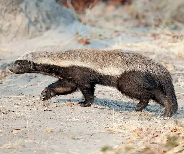 Honey Badger