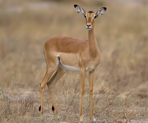 Impala Ewe
