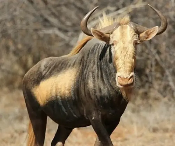 King Wildebeest