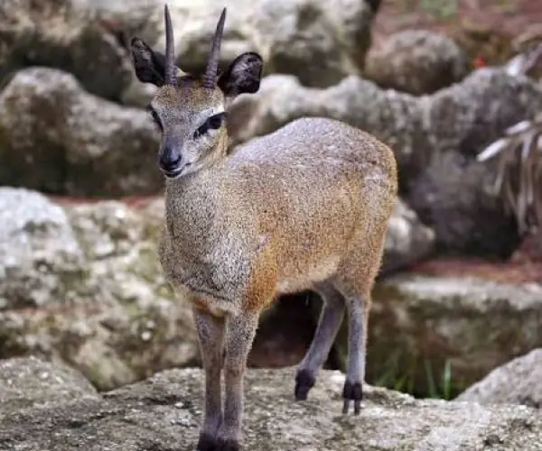 Klipspringer