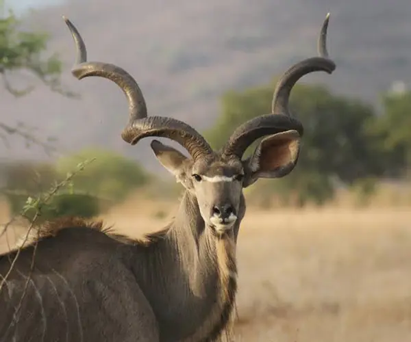 Kudu Bull