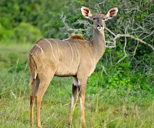 Kudu Cow