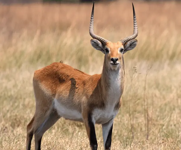 Lechwe