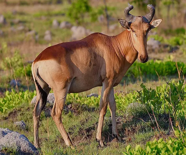Hartebeest Lichtenstein’s