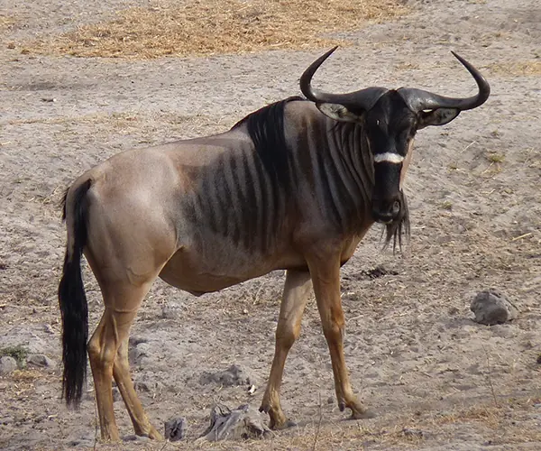 Wildebeest Niassa