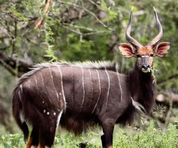 Nyala