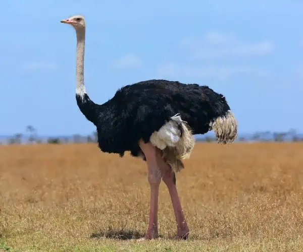 Ostrich