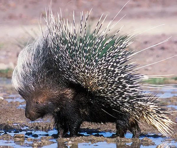 Porcupine
