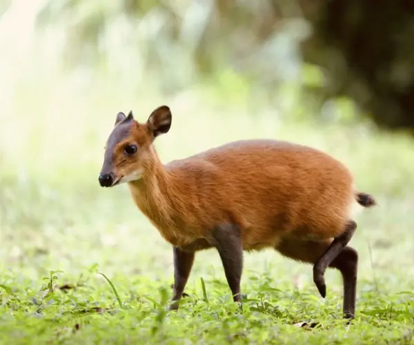 Duiker Red