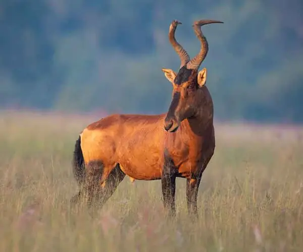 Red Hartebeest