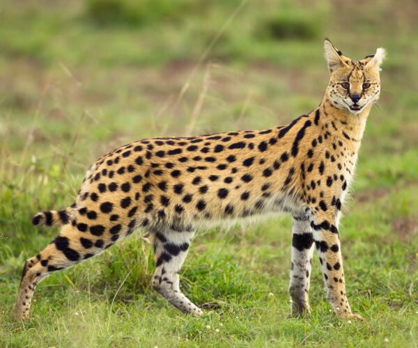 Serval
