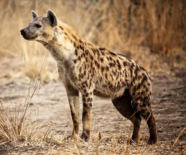 Hyena (Spotted)