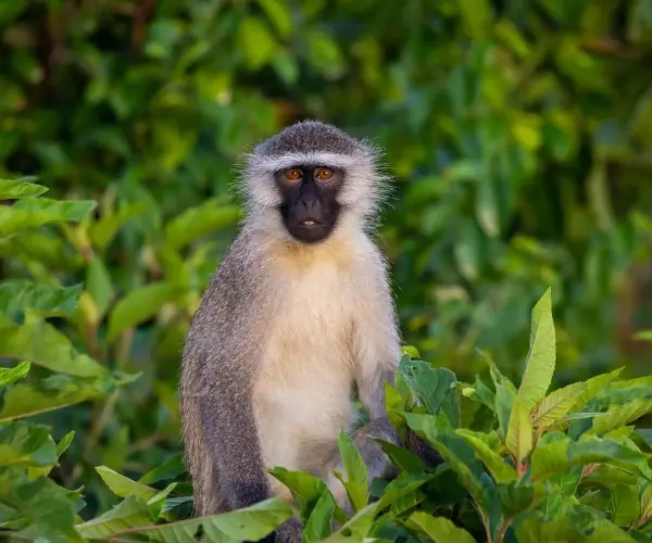 Vervet Monkey