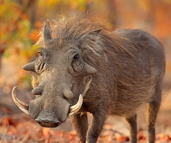 Warthog