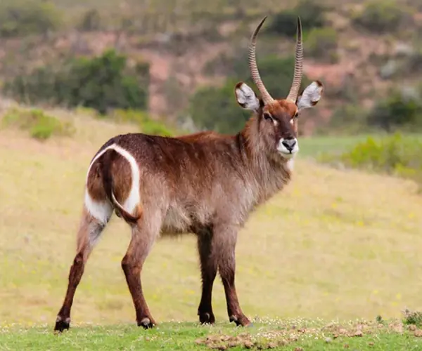 Waterbuck