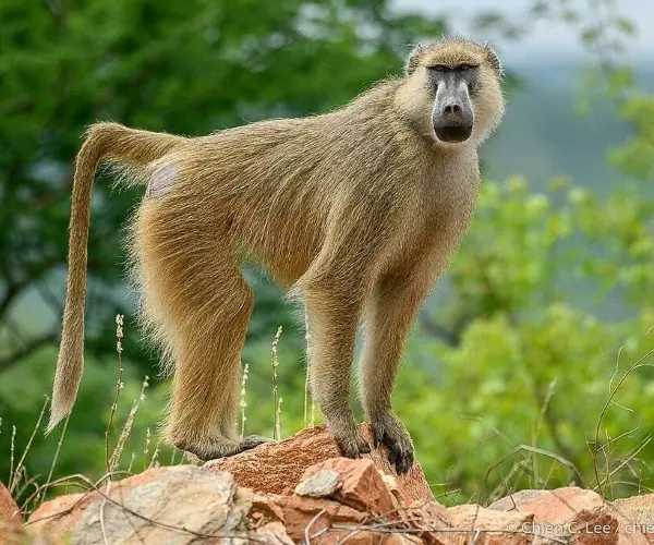Baboon Yellow
